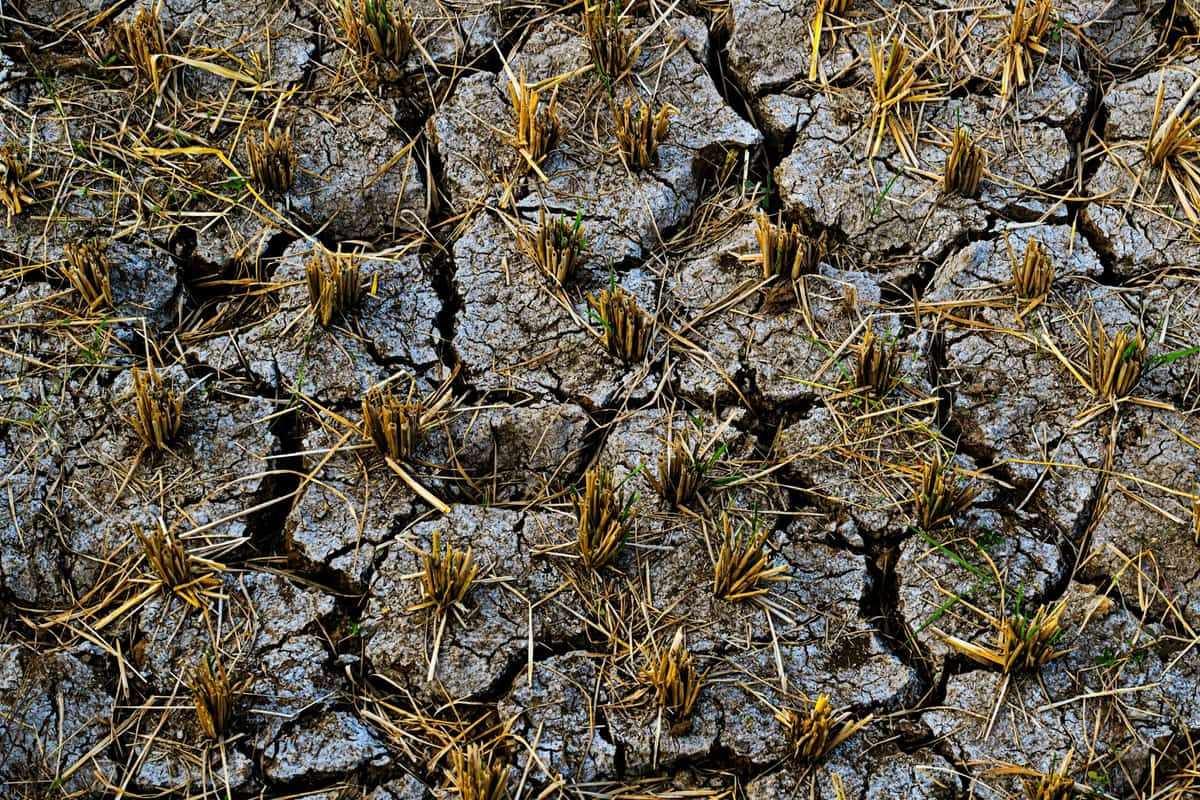 Cracked dark ground with sparse dry grass